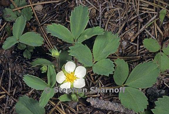 fragaria virginiana 1 graphic